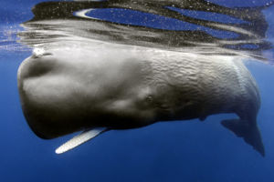 Swimming with Sperm Whales in Dominica