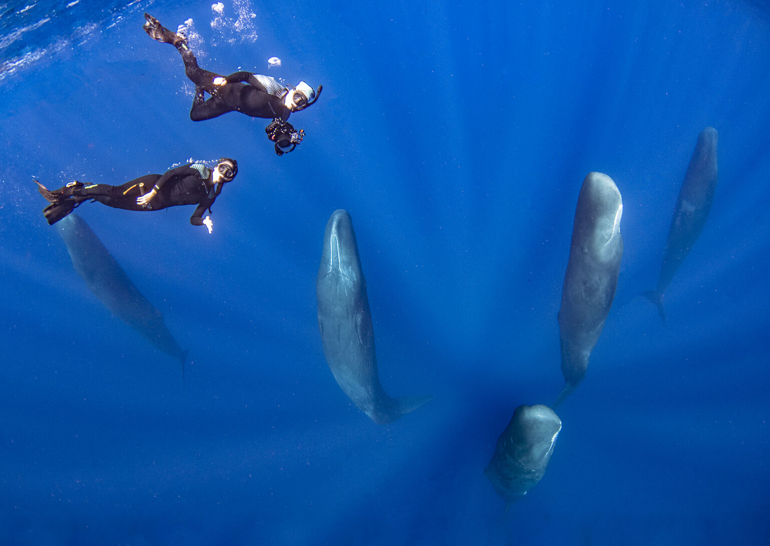 Swimming with Sperm Whales in Dominica Best Snorkeling Trips