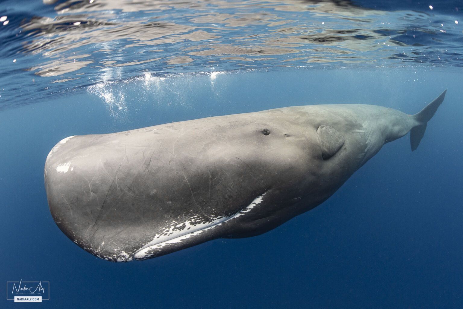 Sperm whales in Dominica