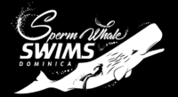 Sperm Whale Swims Dominica